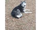 Adopt Sheba a Black Husky / Mixed dog in Bailey, NC (33647161)