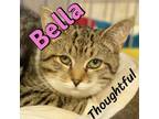 Adopt Bella a Brown Tabby American Shorthair / Mixed (short coat) cat in