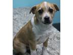 Adopt Charming a Rat Terrier / Australian Cattle Dog / Mixed dog in Neillsville
