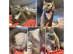 Adopt FLASKY a Domestic Shorthair / Mixed (short coat) cat in Wintersville