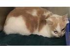 Adopt Mulan a Tan or Fawn Domestic Shorthair / Domestic Shorthair / Mixed cat in