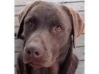 Adopt Maverick and Winston a Brown/Chocolate Labrador Retriever / Mixed dog in