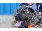 Adopt Aria a Mastiff / Mixed dog in Albuquerque, NM (33655602)
