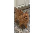 Adopt Lewis a Brown/Chocolate Pomeranian / Mixed dog in Cherry Hill