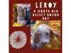 Adopt Leroy a Basset Hound dog