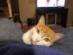 Adopt Pebbles a Orange or Red Tabby Calico / Mixed (medium coat) cat in