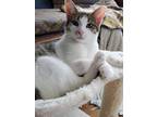 Adopt Squeak (21-287 C) a Spotted Tabby/Leopard Spotted Domestic Shorthair /