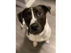 Adopt Boomer (22-002 D) a Black - with White Mixed Breed (Medium) dog in Saint