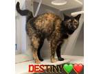 Adopt Destiny a All Black Domestic Shorthair / Domestic Shorthair / Mixed cat in