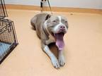 Adopt CANELO a Brown/Chocolate American Pit Bull Terrier / Mixed dog in