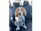 Adopt Blue a White - with Brown or Chocolate Beagle / Mixed dog in Deerfield