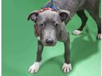 Adopt GOLDIE a Gray/Silver/Salt & Pepper - with White American Pit Bull Terrier