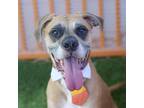Adopt BISHOP a Tan/Yellow/Fawn Boxer / Mixed dog in Las Vegas, NV (32160515)