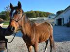 Adopt VIVIAN a Bay Quarterhorse / Mixed horse in Union, MO (33655241)