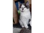 Adopt Loren a Gray or Blue Domestic Shorthair / Domestic Shorthair / Mixed cat