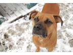 Adopt Addie a Tan/Yellow/Fawn - with Black Boxer / Mixed dog in kennebunkport