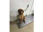 Adopt Bentley a Brown/Chocolate Hound (Unknown Type) / Black Mouth Cur / Mixed