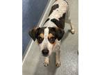 Adopt Barstow a Cattle Dog / Hound (Unknown Type) / Mixed dog in Fort Lupton