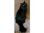 Adopt Frankie a All Black Domestic Longhair / Mixed cat in Ferndale