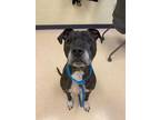 Adopt Kodak a Black Boxer / American Pit Bull Terrier / Mixed dog in Howell