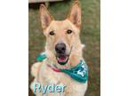 Adopt Ryder a Tan/Yellow/Fawn German Shepherd Dog / Mixed dog in Louisville