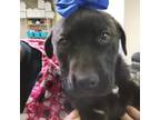 Adopt 220114K060 a Black Retriever (Unknown Type) / Mixed dog in Cleveland
