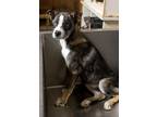 Adopt Charming Davenwood (KNW) a Black Husky / Shepherd (Unknown Type) dog in