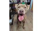 Adopt Bruno a Tan/Yellow/Fawn American Pit Bull Terrier / Mixed dog in Clinton