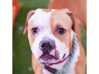 Adopt *DUFF a Brown/Chocolate - with White American Pit Bull Terrier / Mixed dog