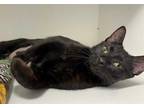 Adopt JENNY a All Black Domestic Shorthair / Mixed (short coat) cat in Palmetto