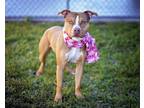 Adopt PATRICK a White - with Brown or Chocolate American Pit Bull Terrier /
