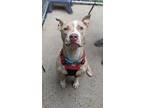 Adopt Peach a Red/Golden/Orange/Chestnut - with White American Pit Bull Terrier