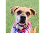 Adopt DUKE a Tan/Yellow/Fawn Boxer / Mixed dog in Las Vegas, NV (32207720)
