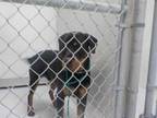 Adopt GERALT a Black - with Tan, Yellow or Fawn Rottweiler / Mixed dog in