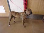 Adopt STAPLE a Brindle American Pit Bull Terrier / Mixed dog in Temple