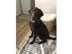Adopt Forest a Brown/Chocolate Labrador Retriever / Mixed dog in Milwaukee