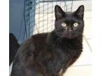 Adopt Dory a All Black Domestic Shorthair / Domestic Shorthair / Mixed cat in