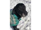 Adopt Duke a Black Great Dane / Mixed dog in Pottsville, PA (33653828)