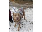 Adopt Minx a Tan/Yellow/Fawn American Pit Bull Terrier / Mixed dog in