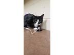 Adopt Belle a All Black Domestic Shorthair / Domestic Shorthair / Mixed cat in