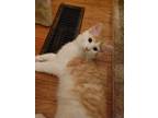 Adopt Julius a Orange or Red Domestic Mediumhair / Mixed (medium coat) cat in