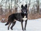 Adopt Bruce a Black Labrador Retriever / Mixed dog in Ile-Perrot, QC (33653532)