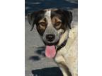 Adopt Mojo a White - with Brown or Chocolate Australian Cattle Dog / Mixed dog