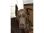 Adopt Chief (Boots) COURTESY POST a Doberman Pinscher / Mixed dog in Lake