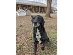 Adopt Chev a Black Mixed Breed (Large) / Mixed dog in Ashtabula, OH (33653450)