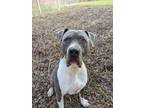 Adopt Kringle a Gray/Blue/Silver/Salt & Pepper Mixed Breed (Large) / Mixed dog