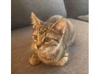 Adopt Leia a Brown Tabby Domestic Shorthair / Mixed (short coat) cat in East