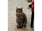 Adopt Pilot a Black & White or Tuxedo Domestic Longhair / Mixed (long coat) cat