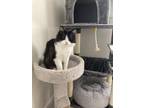 Adopt Aviator a Brown Tabby Domestic Longhair / Mixed (long coat) cat in