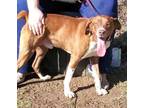 Adopt Red a White Mountain Cur / Mixed dog in Marshall, NC (33653173)